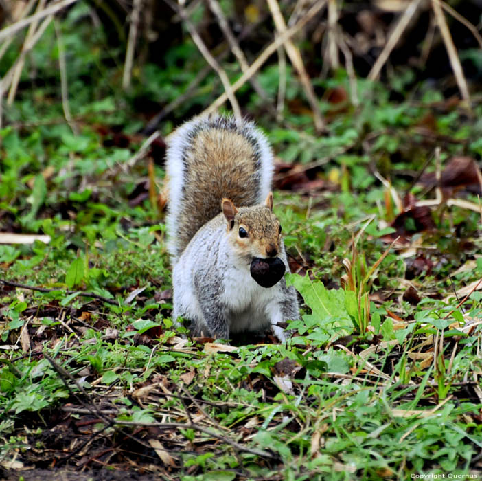 Squirrel Leeds / United Kingdom 