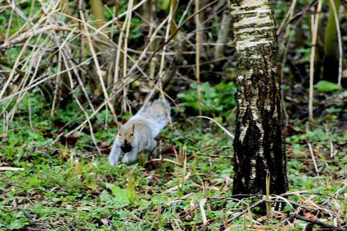 Eekhoorn Leeds / Engeland 