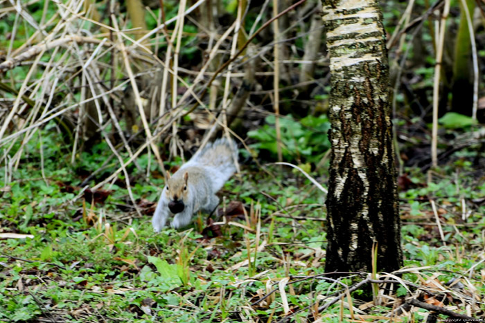 Squirrel Leeds / United Kingdom 