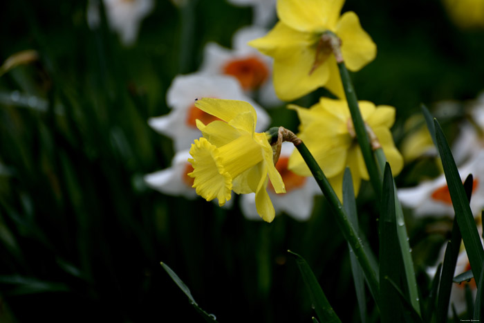 Paasbloemen Leeds / Engeland 