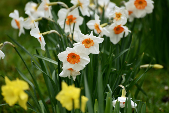 Paasbloemen Leeds / Engeland 