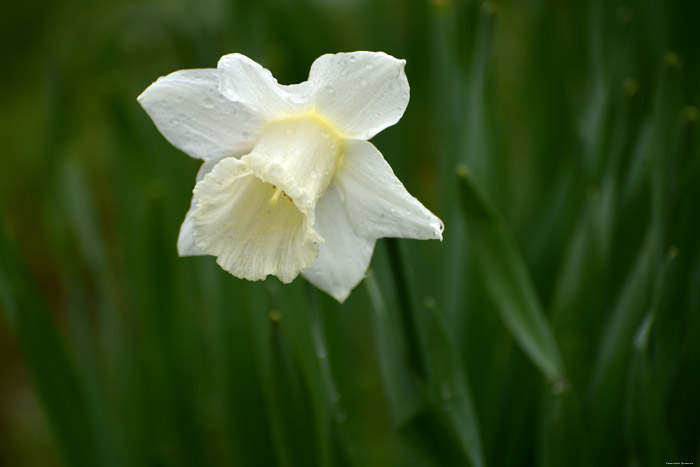 Paasbloemen Leeds / Engeland 