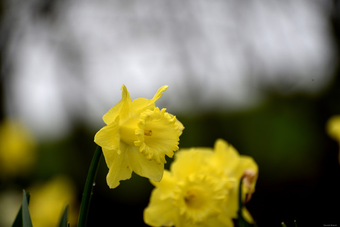 Paasbloemen Leeds / Engeland 