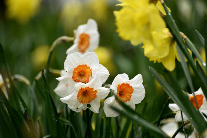 Paasbloemen Leeds / Engeland 