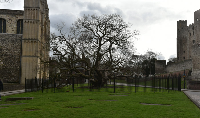 Catalpa Tree Rochester / United Kingdom 