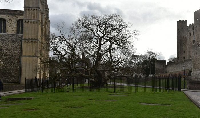 Catalpa Arbre Rochester / Angleterre 