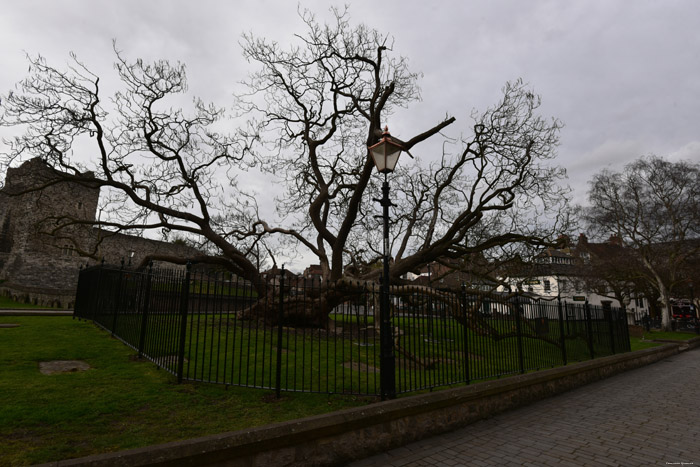 Catalpa Tree Rochester / United Kingdom 