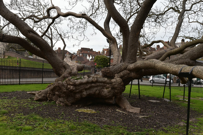 Catalpa Arbre Rochester / Angleterre 