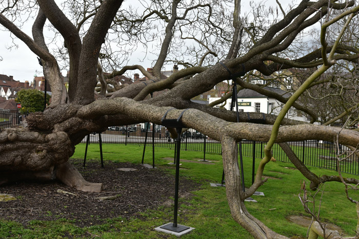 Catalpa Arbre Rochester / Angleterre 