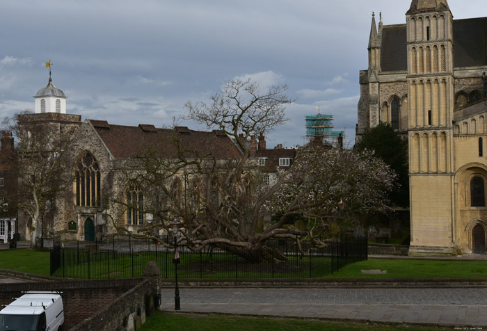 Catalpa Arbre Rochester / Angleterre 