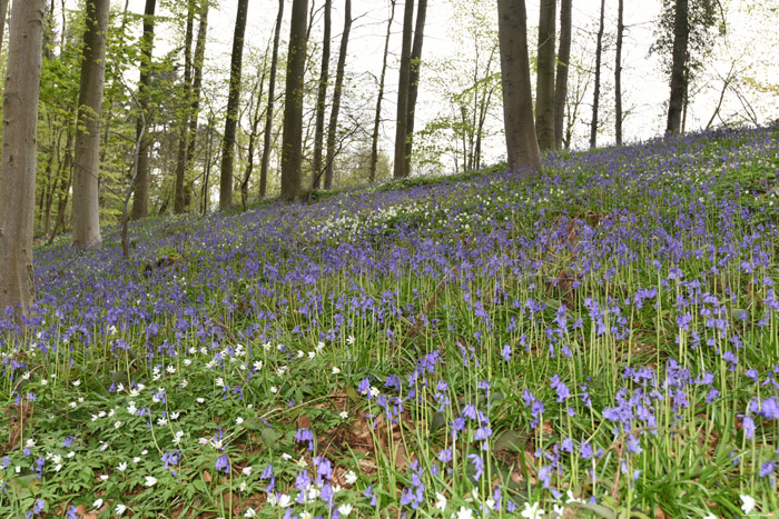 Hallerbos met boshyacinten HALLE / BELGI 