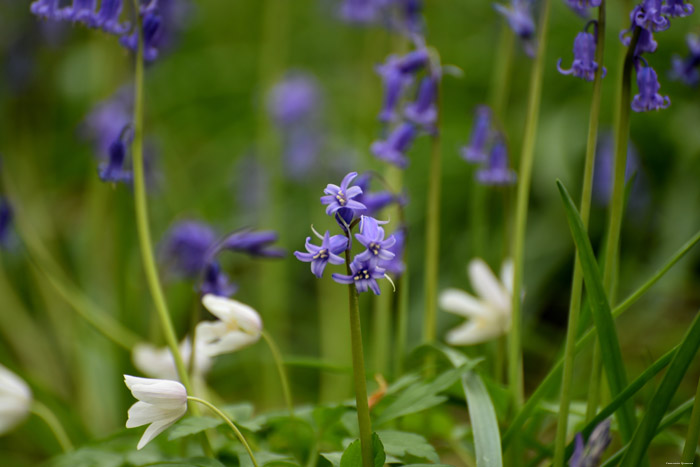 Halle Forrest and bluebells HALLE picture 