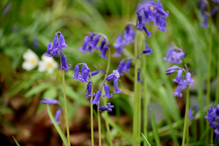 Hallerbos met boshyacinten HALLE / BELGI 