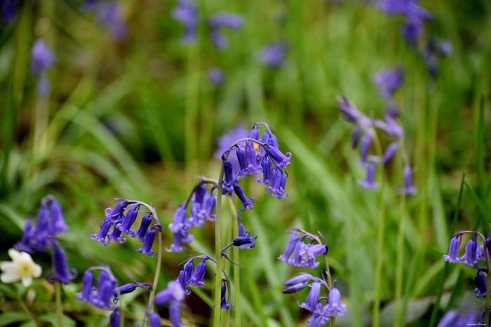 Hallerbos met boshyacinten HALLE / BELGI 