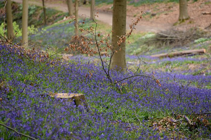 Halle Forrest and bluebells HALLE / BELGIUM 