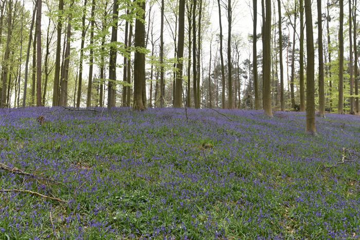 Halle Forrest and bluebells HALLE / BELGIUM 