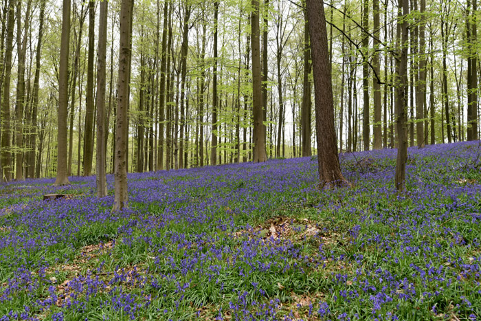 Hallerbos met boshyacinten HALLE foto 