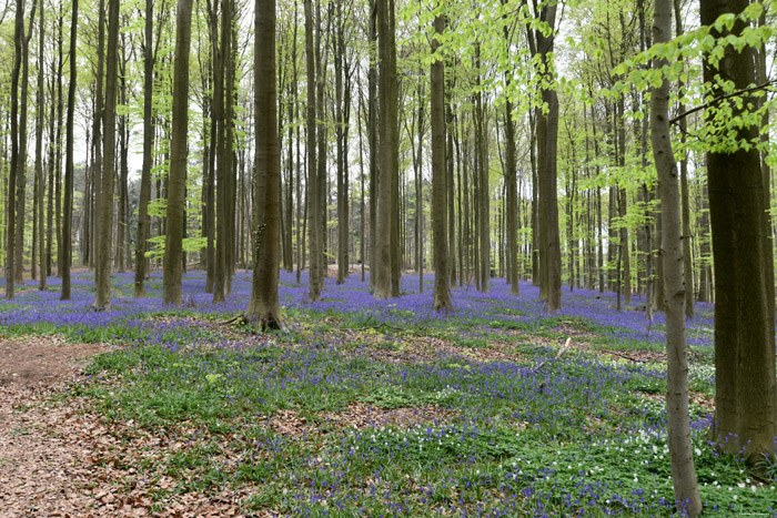 Hallerbos met boshyacinten HALLE / BELGI 