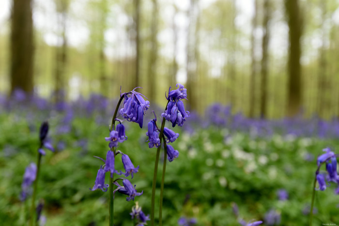 Hallerbos met boshyacinten HALLE foto 