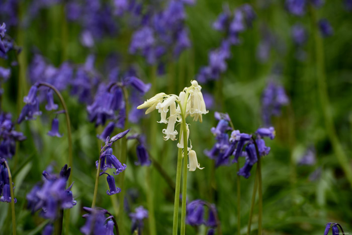 Halle Forrest and bluebells HALLE picture 