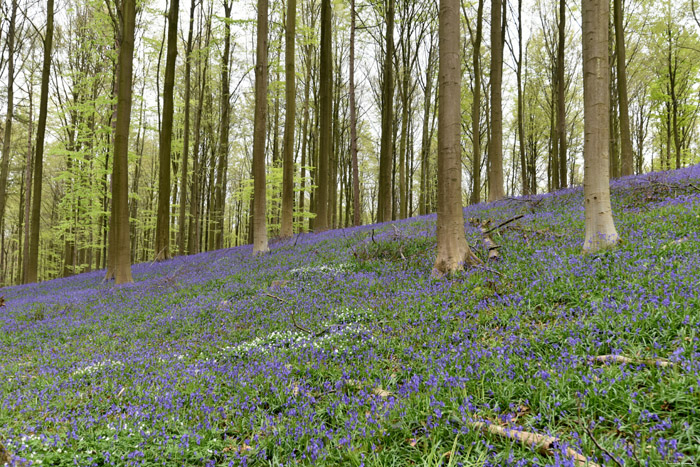 Halle Forrest and bluebells HALLE / BELGIUM 