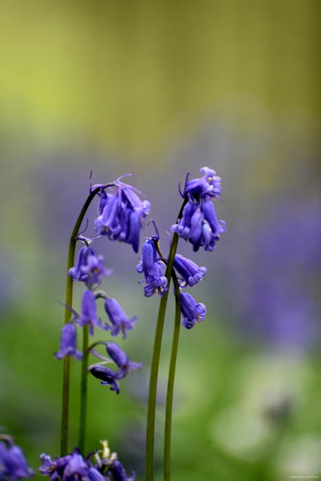 Hallerbos met boshyacinten HALLE foto 