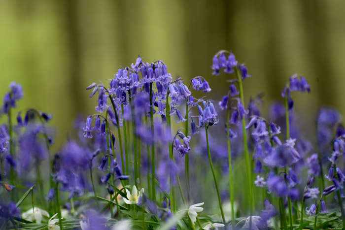 Halle Forrest and bluebells HALLE picture 