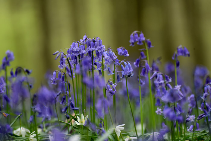 Hallerbos met boshyacinten HALLE / BELGI 