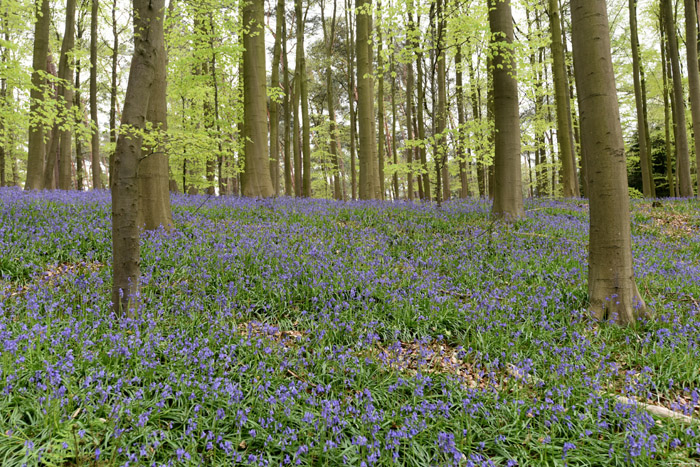 Halle Forrest and bluebells HALLE / BELGIUM 