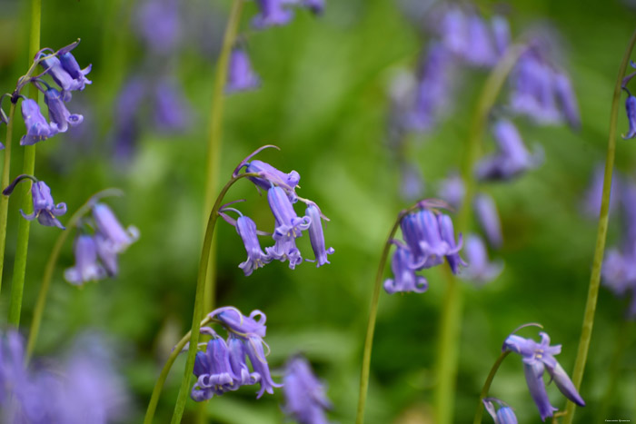 Halle Forrest and bluebells HALLE picture 