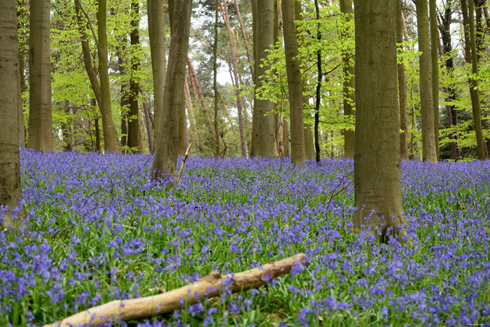 Halle Forrest and bluebells HALLE / BELGIUM 