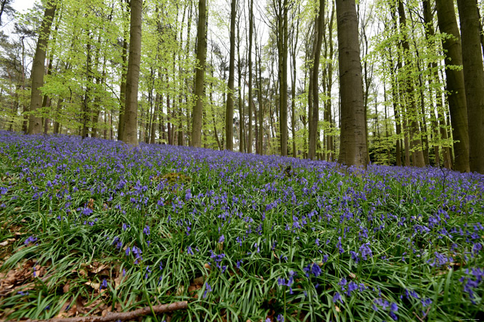 Halle Forrest and bluebells HALLE picture 