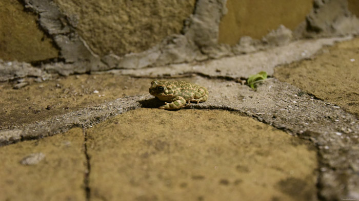 Toads Izvorishte / Bulgaria 