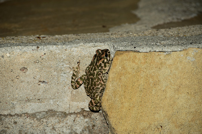 Toads Izvorishte / Bulgaria 