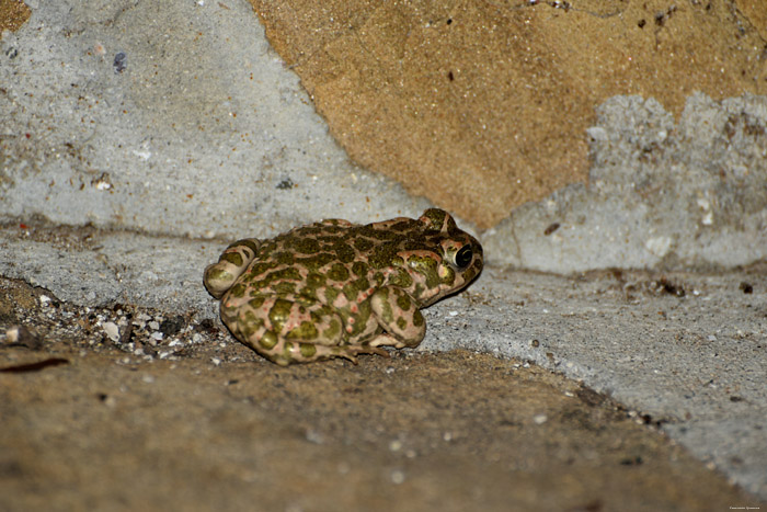 Toads Izvorishte / Bulgaria 