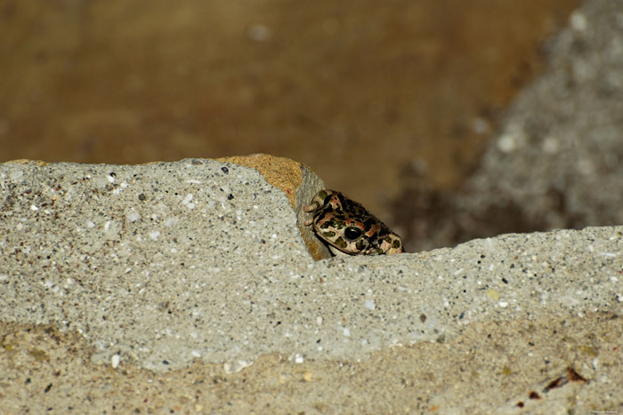 Toads Izvorishte / Bulgaria 