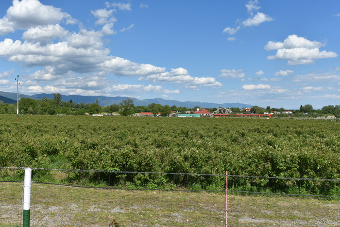 Roses Field Skobelevo / Bulgaria 