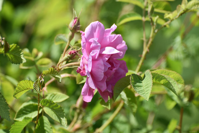 Roses Field Gorno Sahrane / Bulgaria 