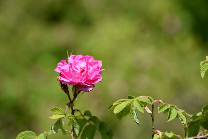 Roses Field Gorno Sahrane / Bulgaria 