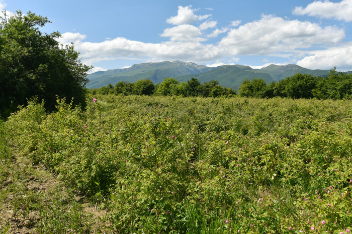 Roses Field Gorno Sahrane / Bulgaria 