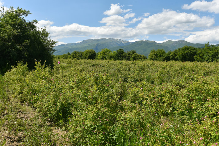 Champs de Rosires Gorno Sahrane / Bulgarie 