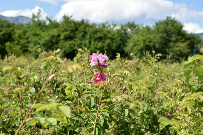 Roses Field Gorno Sahrane / Bulgaria 