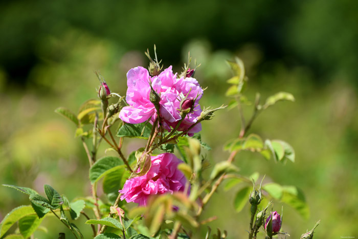 Roses Field Gorno Sahrane / Bulgaria 