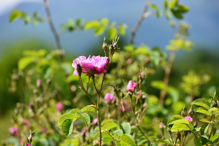 Roses Field Gorno Sahrane / Bulgaria 