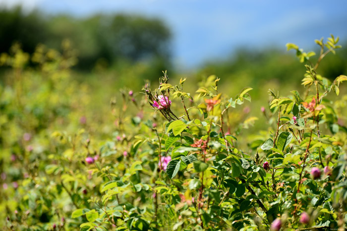 Roses Field Gorno Sahrane / Bulgaria 