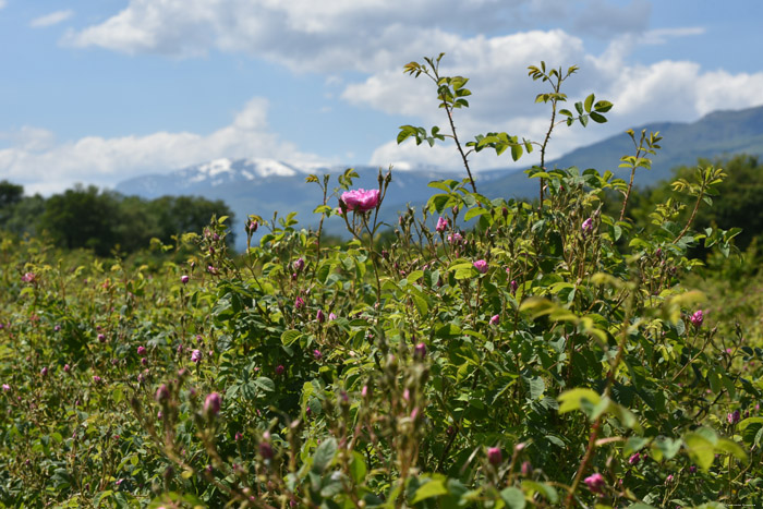 Champs de Rosires Gorno Sahrane / Bulgarie 