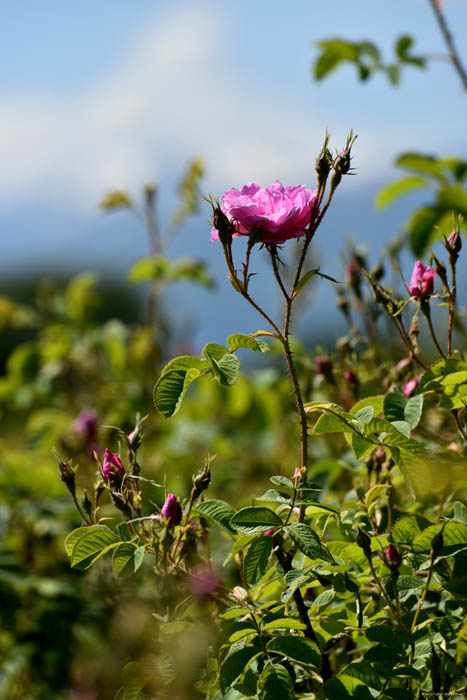 Champs de Rosires Gorno Sahrane / Bulgarie 