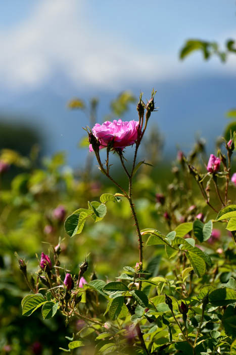 Champs de Rosires Gorno Sahrane / Bulgarie 