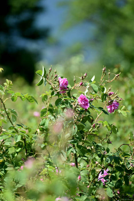 Roses Field Gorno Sahrane / Bulgaria 