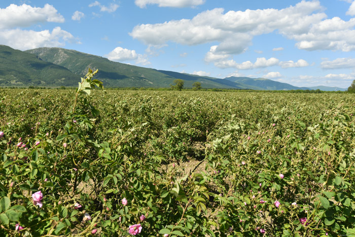 Roses Field Gubarevo / Gabarevo / Bulgaria 